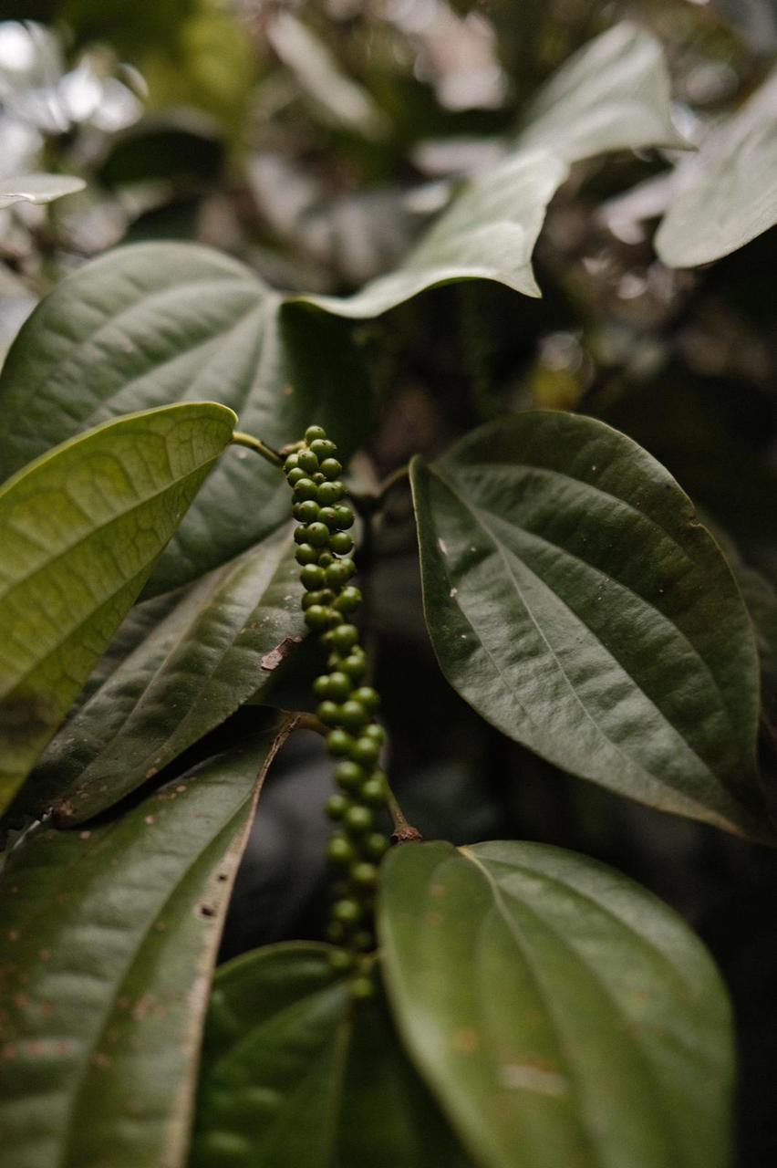 WhatsApp Image 2024-12-16 at 12.54.17 PM